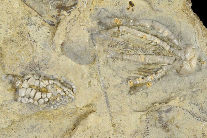 Two Fossil Crinoids (Pentaramicrinus And Taxocrinus) - Alabama #114363